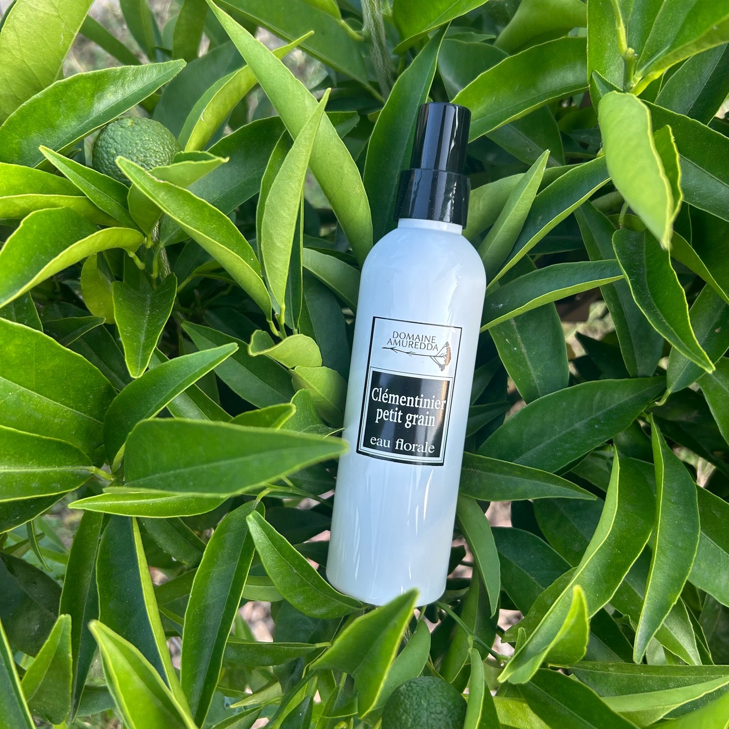 Eau Forale Bio de Petit Grain Clémentinier bio - Origine Corse - Bien-être, Beauté & Cuisine Les Trésors De Ghjulia