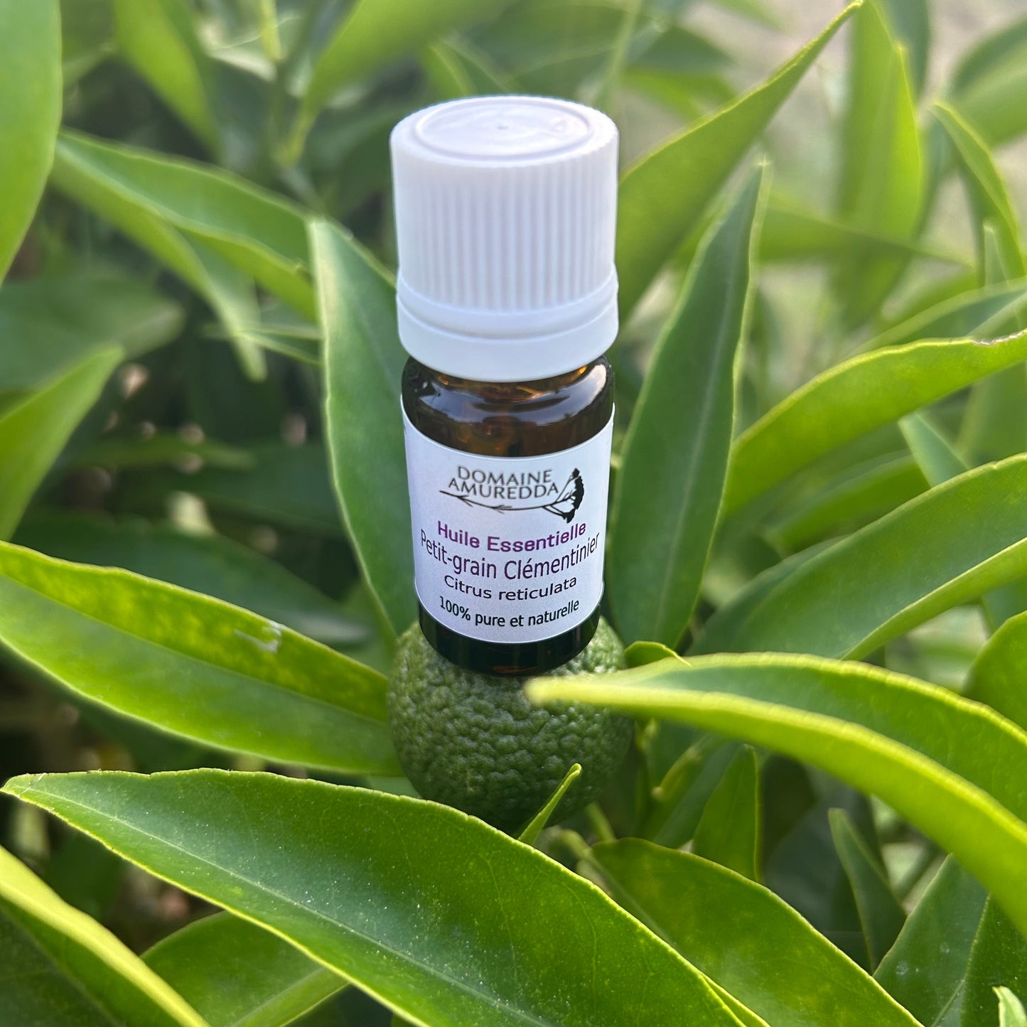 Huile Essentielle Bio de Petit Grain Clémentinier – Relaxante, Apaisante & Équilibrante Les Trésors De Ghjulia